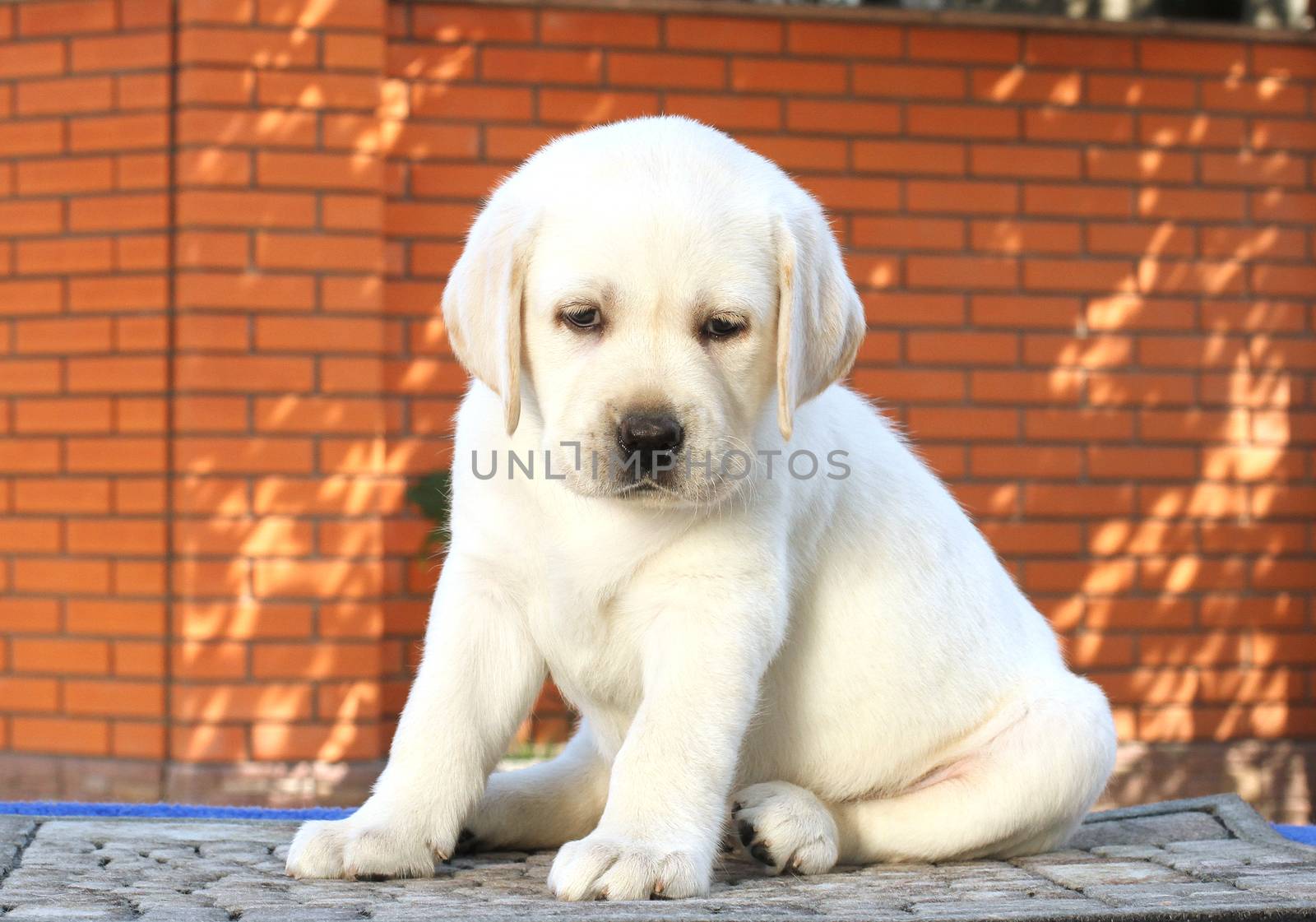 a little yellow labrador puppy sitting on blue background