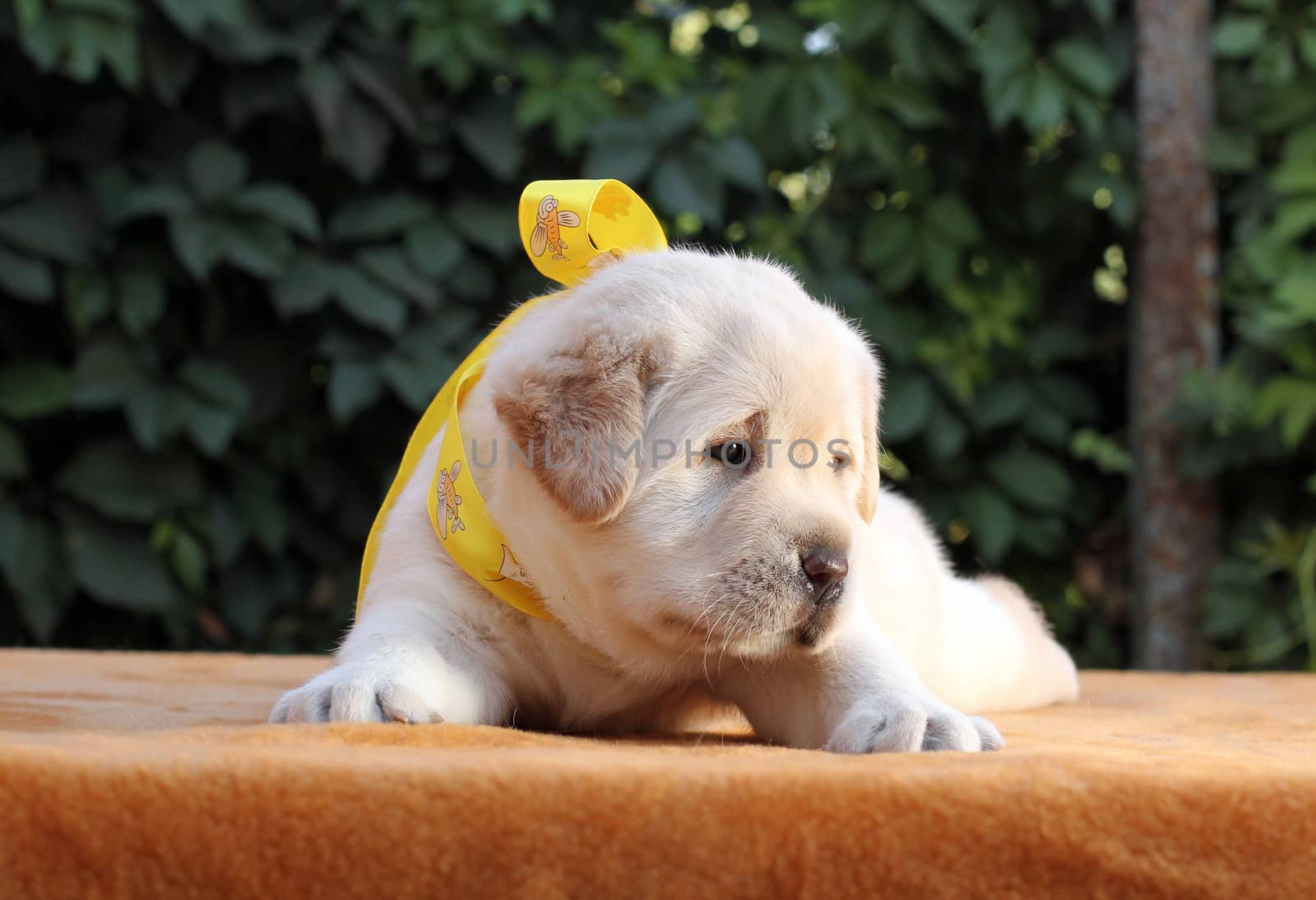 little yellow labrador puppy sitting on yellow background