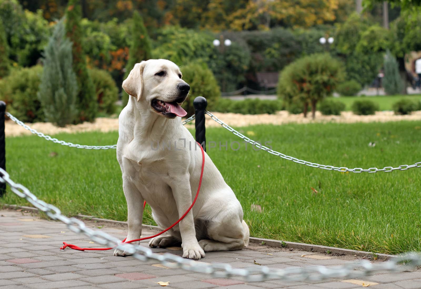 the little yellow labrador puppy sitting in the park