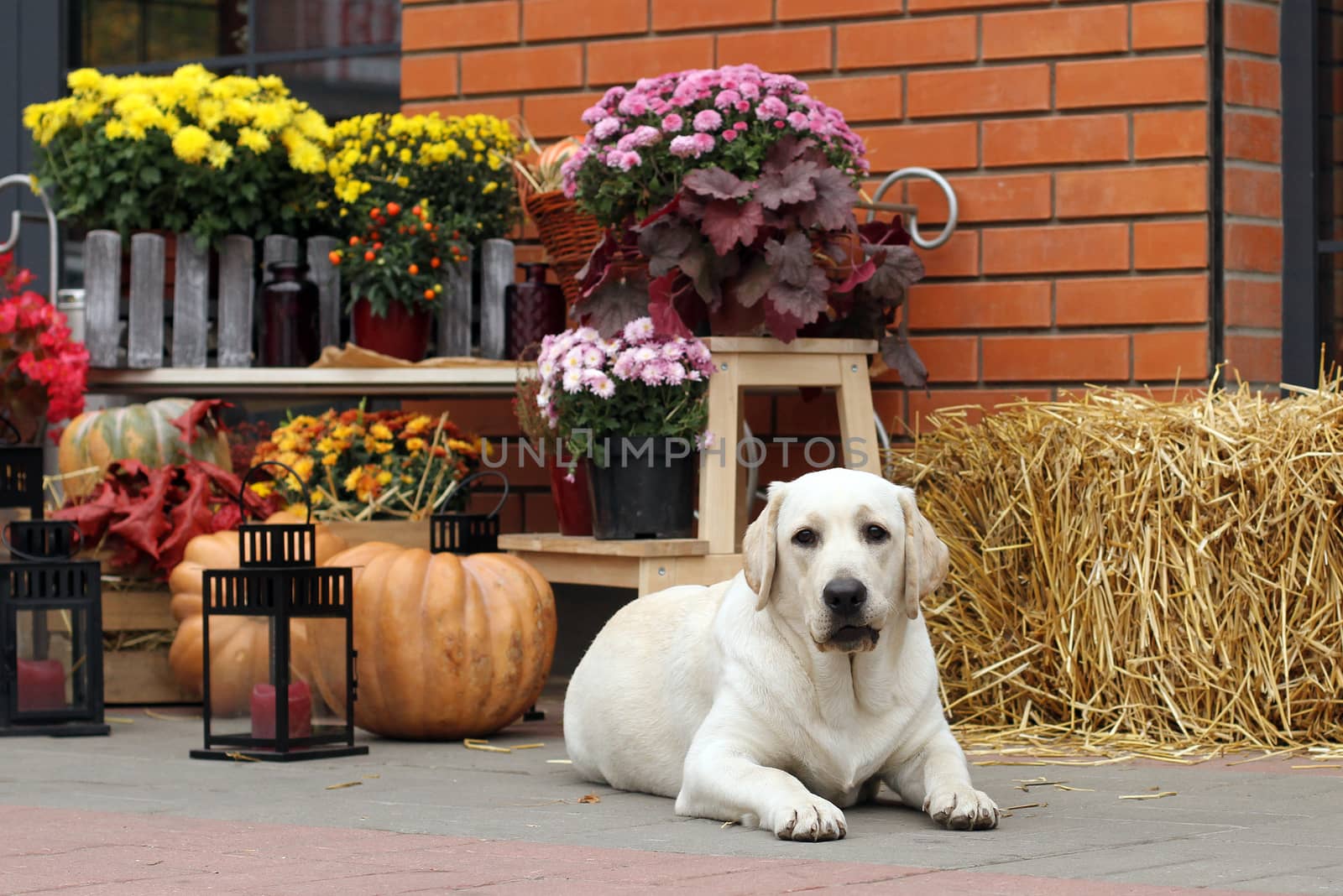 little yellow labrador puppy sitting in the park in autumn