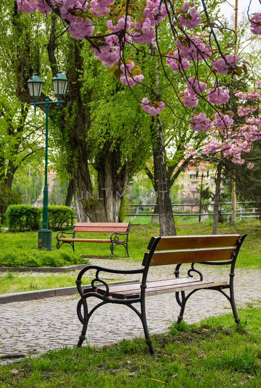 wooden benches under sakura trees by Pellinni