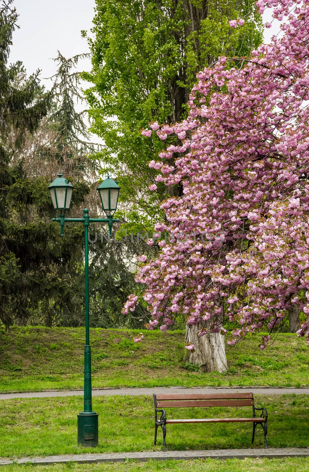 lantern, wooden bench and cherry blossom in citypark. beautiful spring background