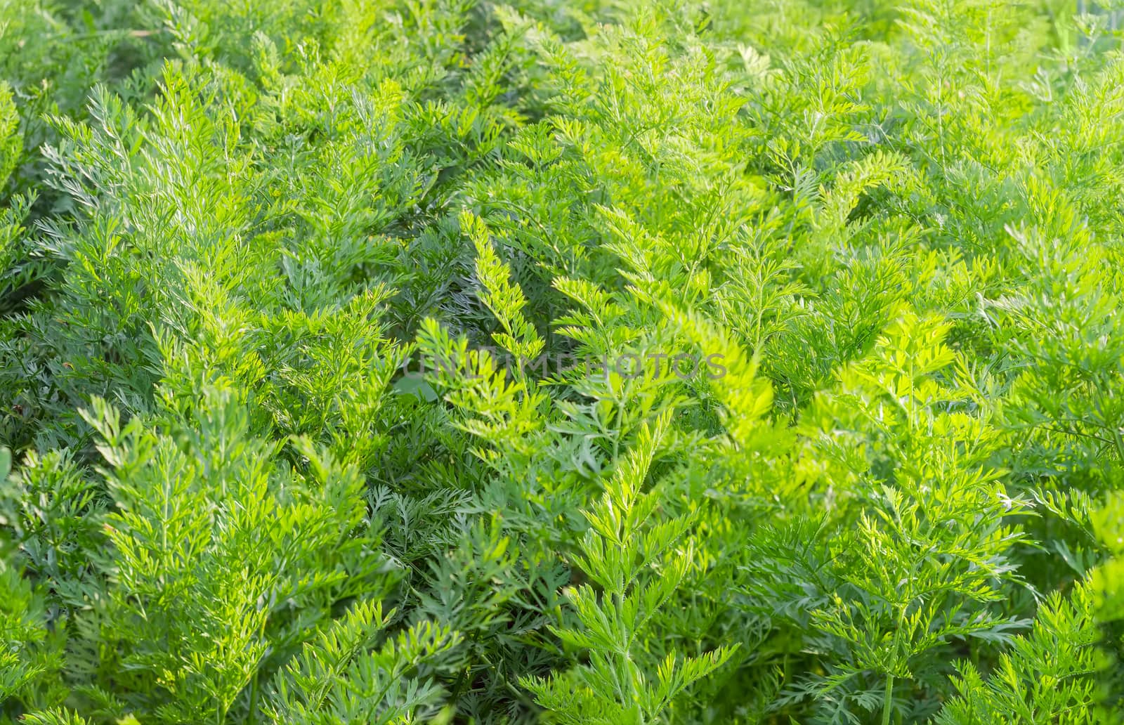 Background of the field with green tops of carrot at summer 
