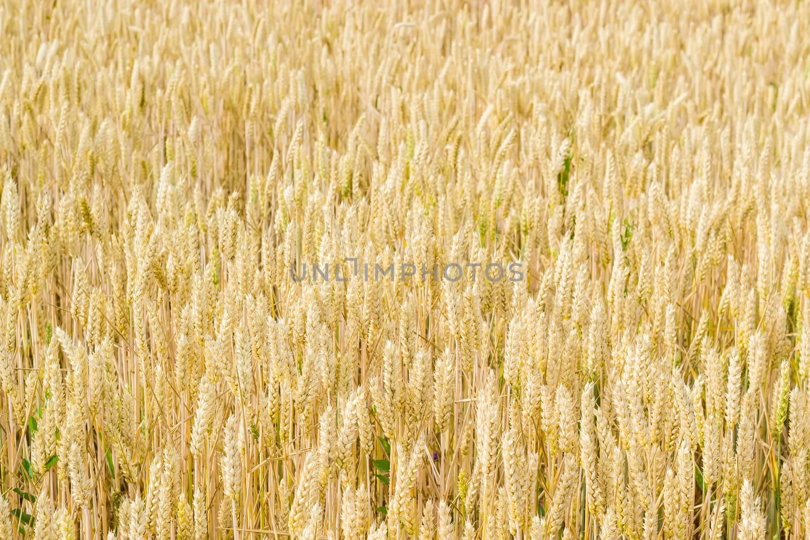 Background of a fragment of the field with ripening wheat at summer day 
