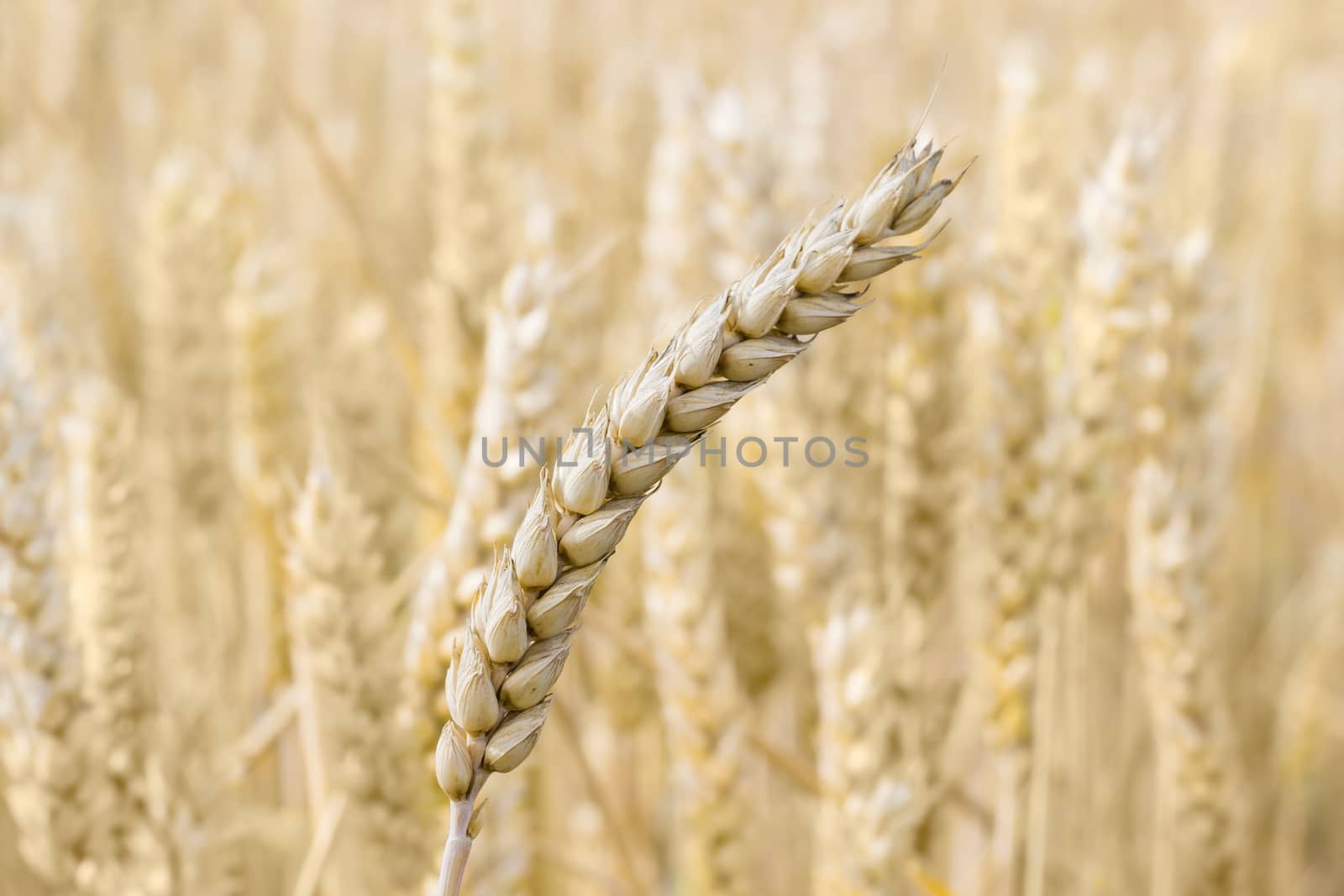 Ear of a ripe wheat closeup on the blurred background of the wheat field
