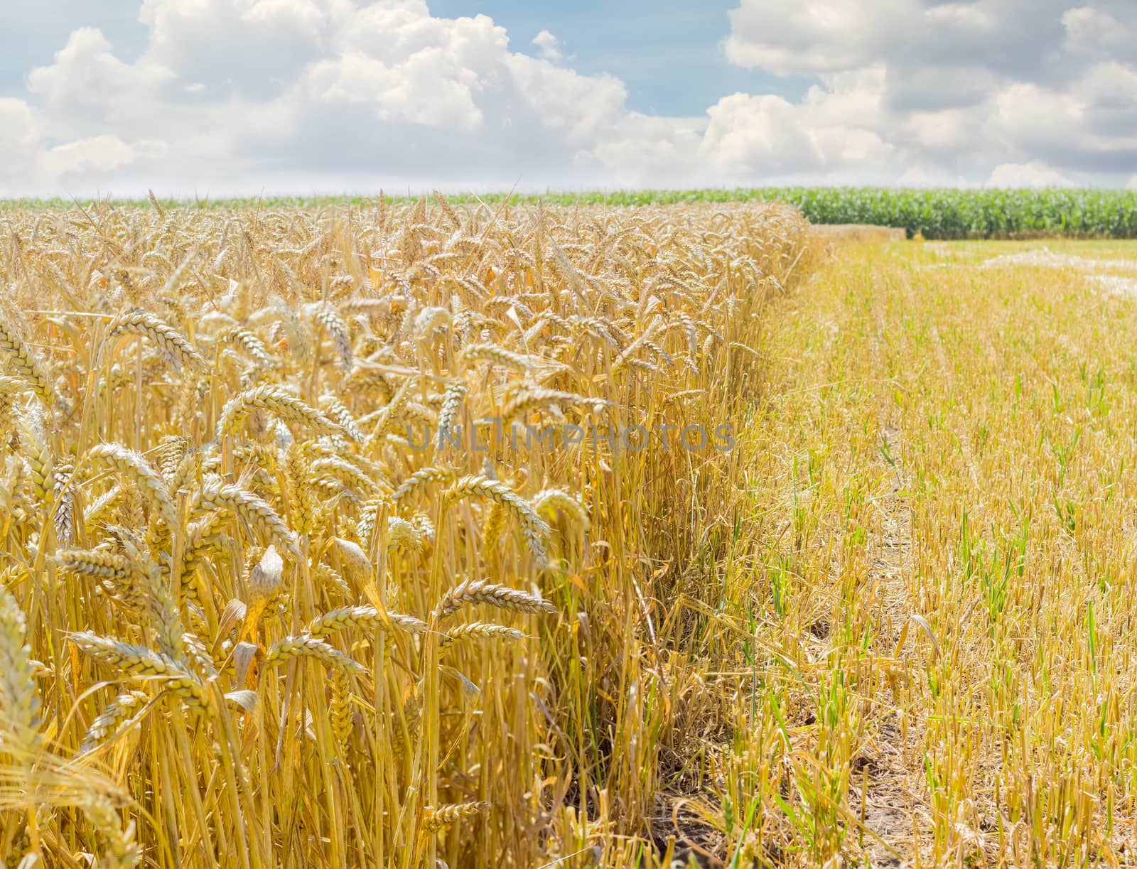 Edge of a field of the ripe wheat on the background of the sky with clouds at summer day
