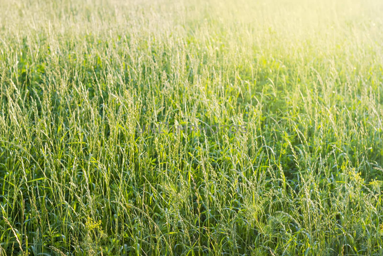 Background of the field with high grass with let out ears on the sunset at summer 
