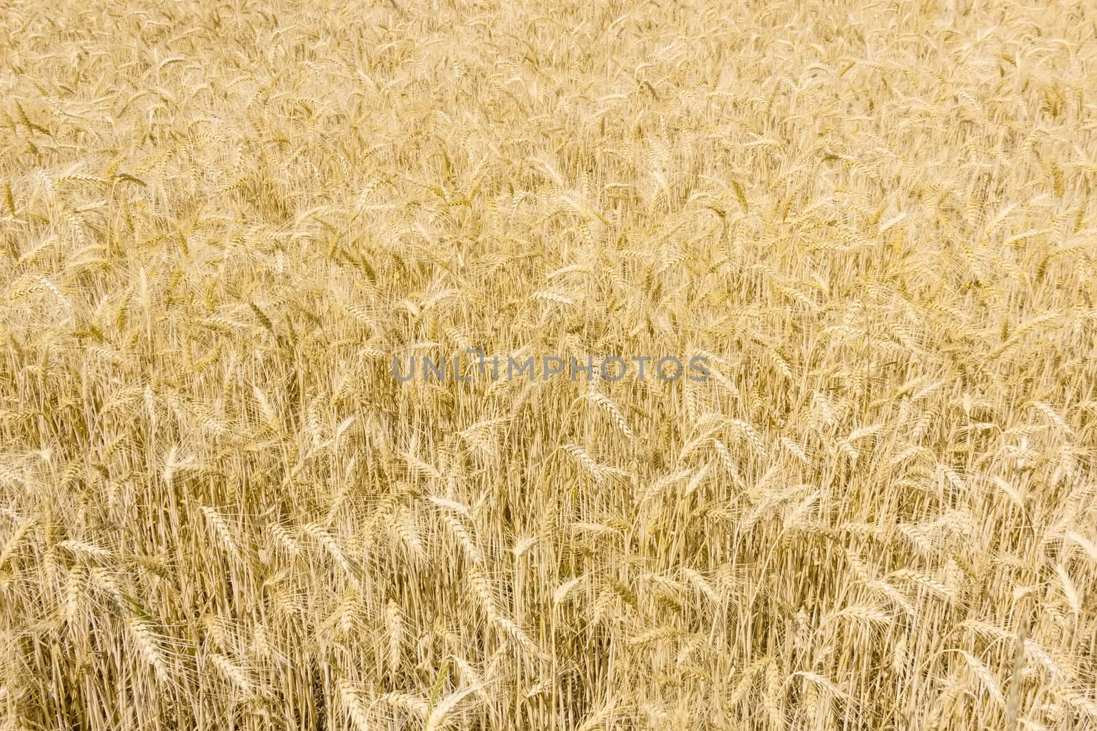 Background of a fragment of the field with ripe wheat at summer day 
