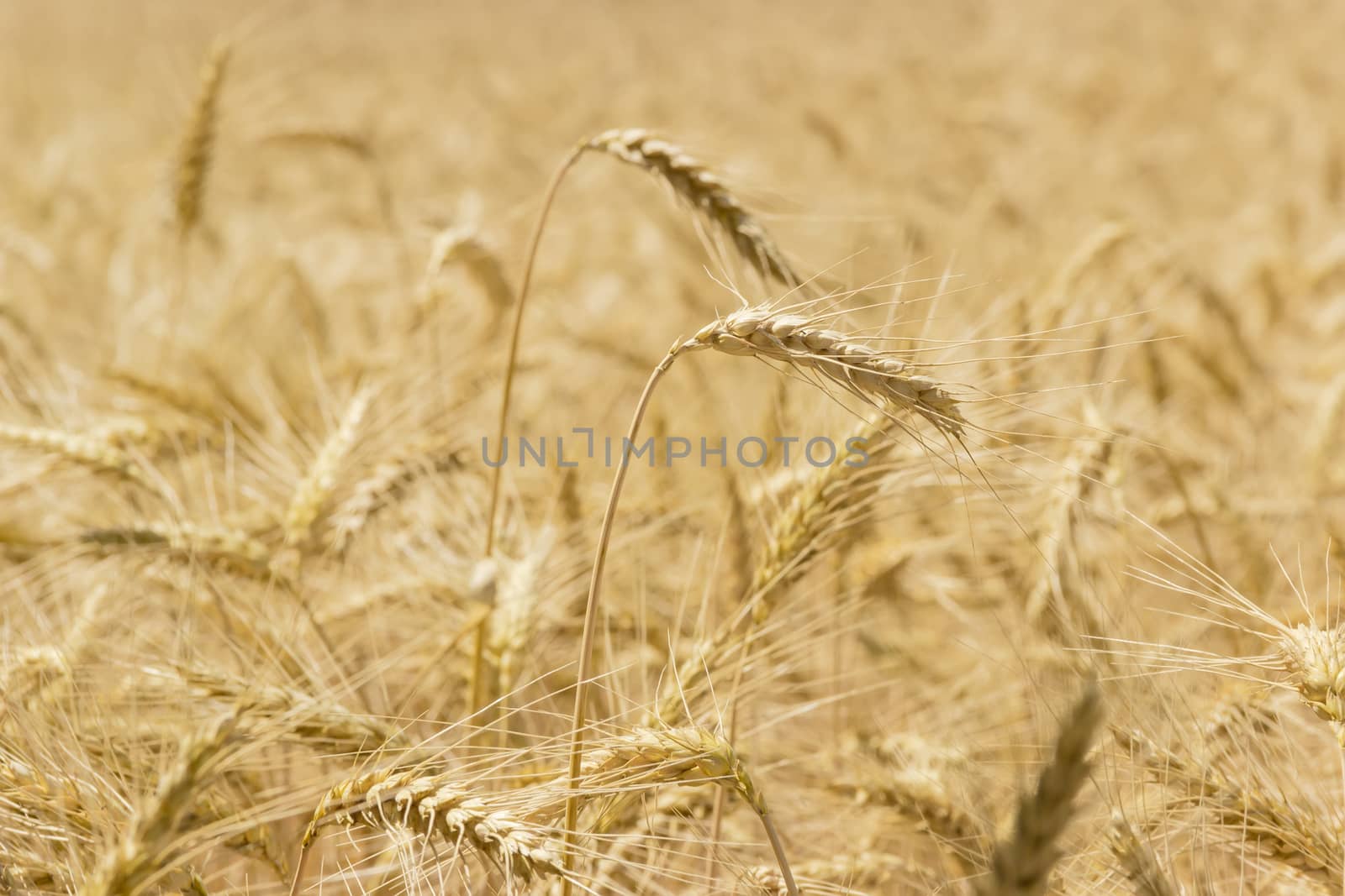 Ears of a ripe wheat closeup on the blurred background of the wheat field
