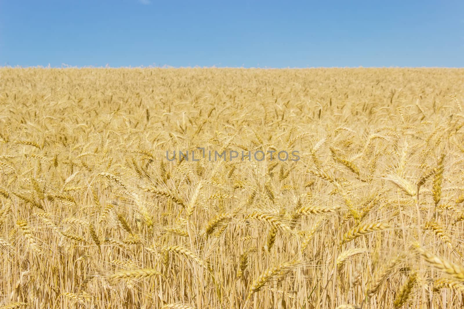 Field of the ripe wheat on the background of the clear sky at summer day
