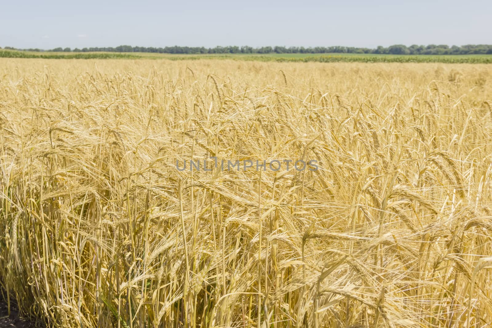 Field with ripe barley on the background of trees and clear sky at summer day
