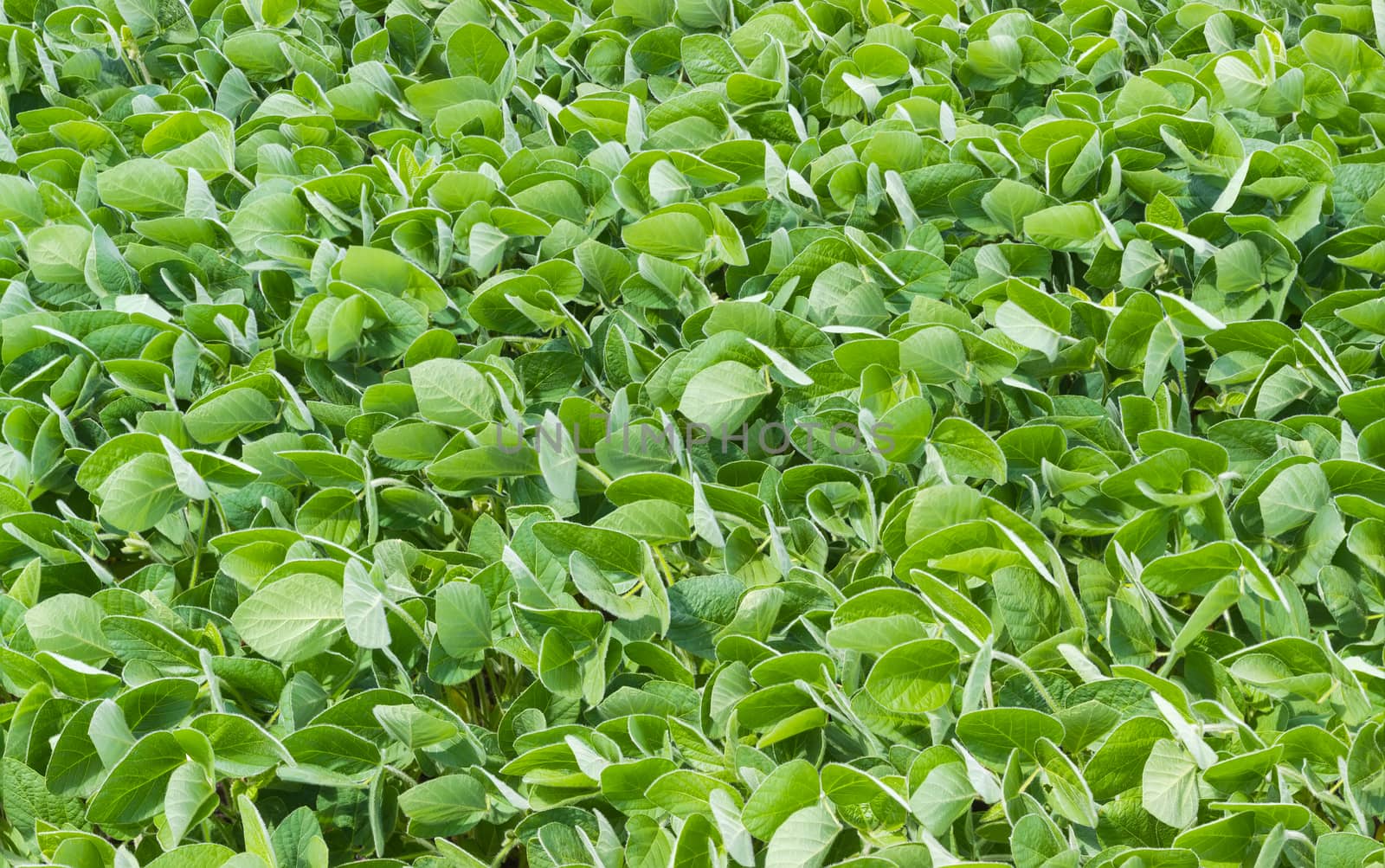 Background of the soybean field closeup by anmbph