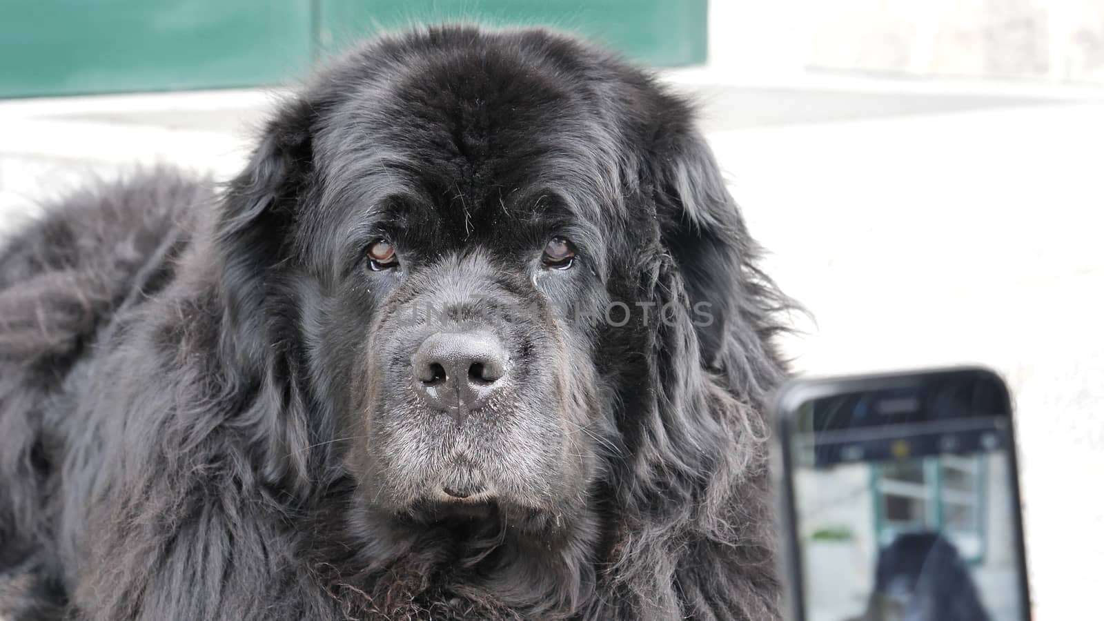 Big black dog being photographed with smartphone by hand holding it, outdoor