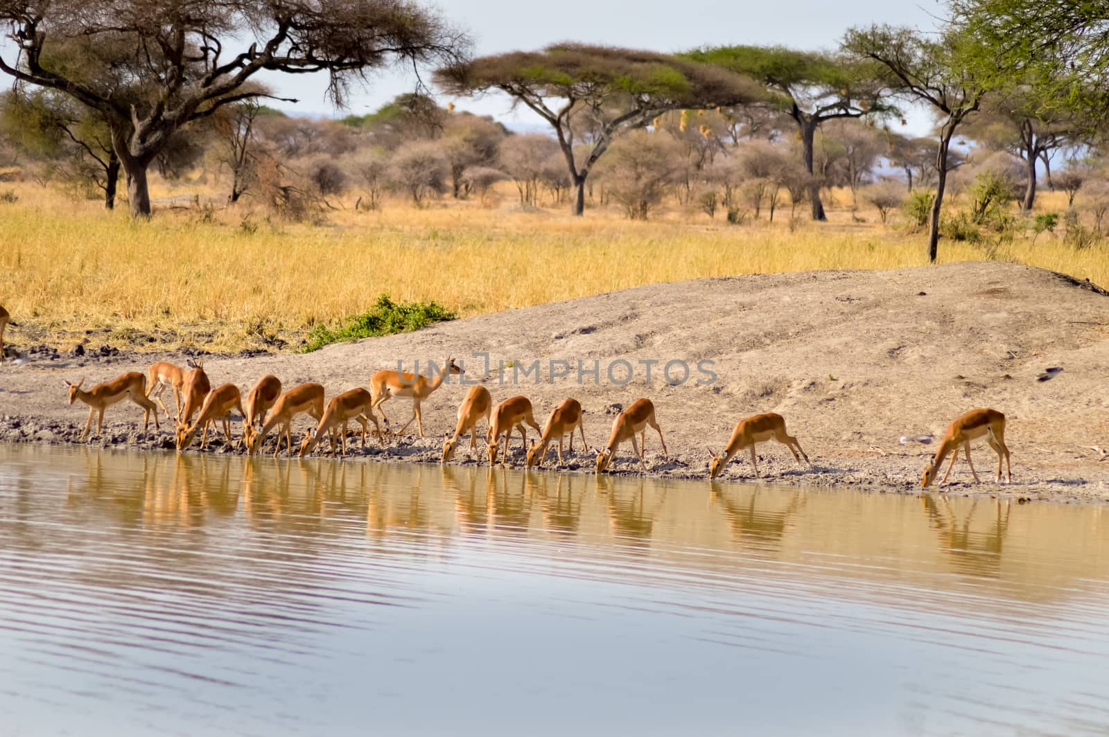 Impalas in a row along a waterhole in Tarangire Park in Tanzania