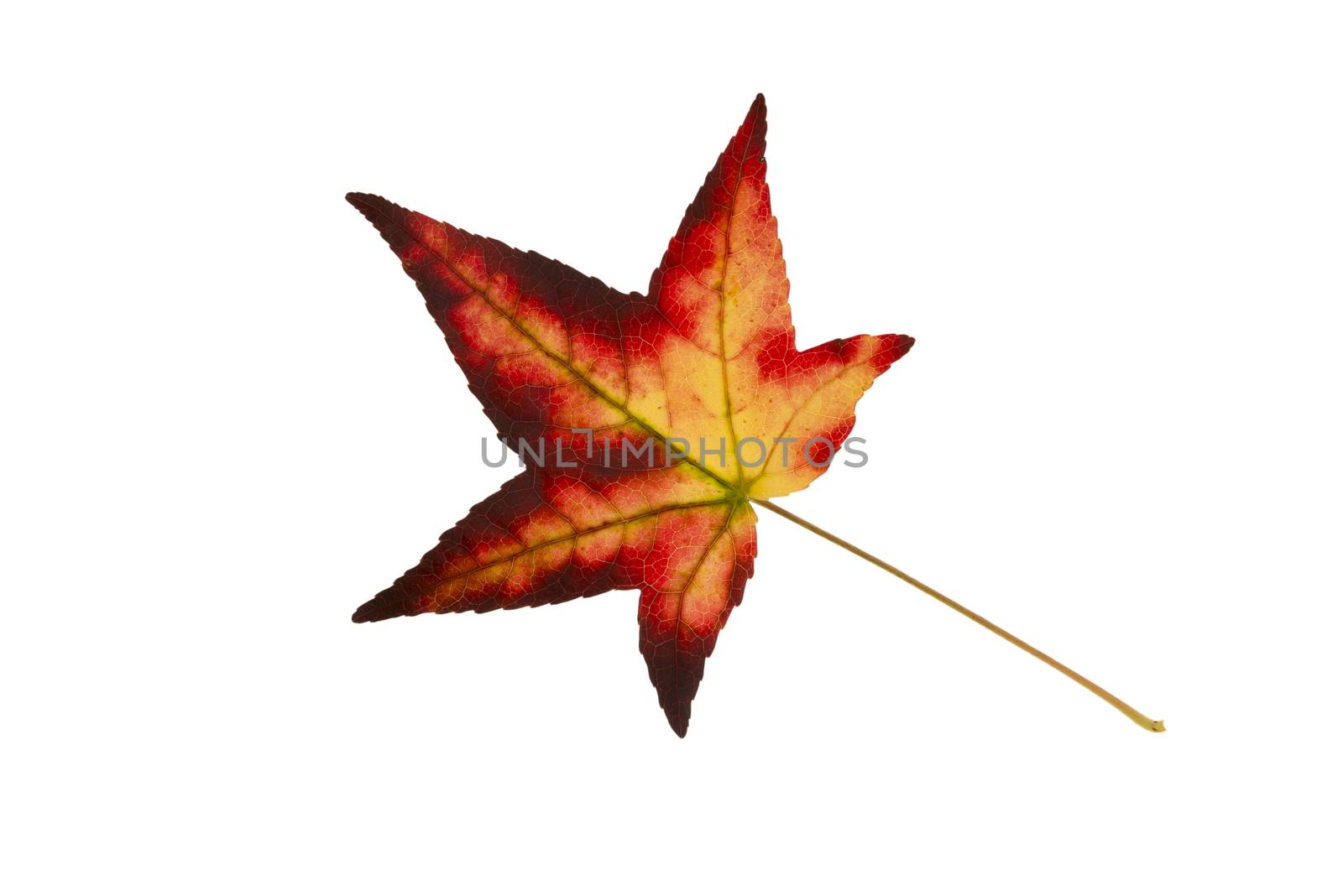 Beautifully colored single autumn leaf of a American Sweetgum Liquidambar styraciflua
