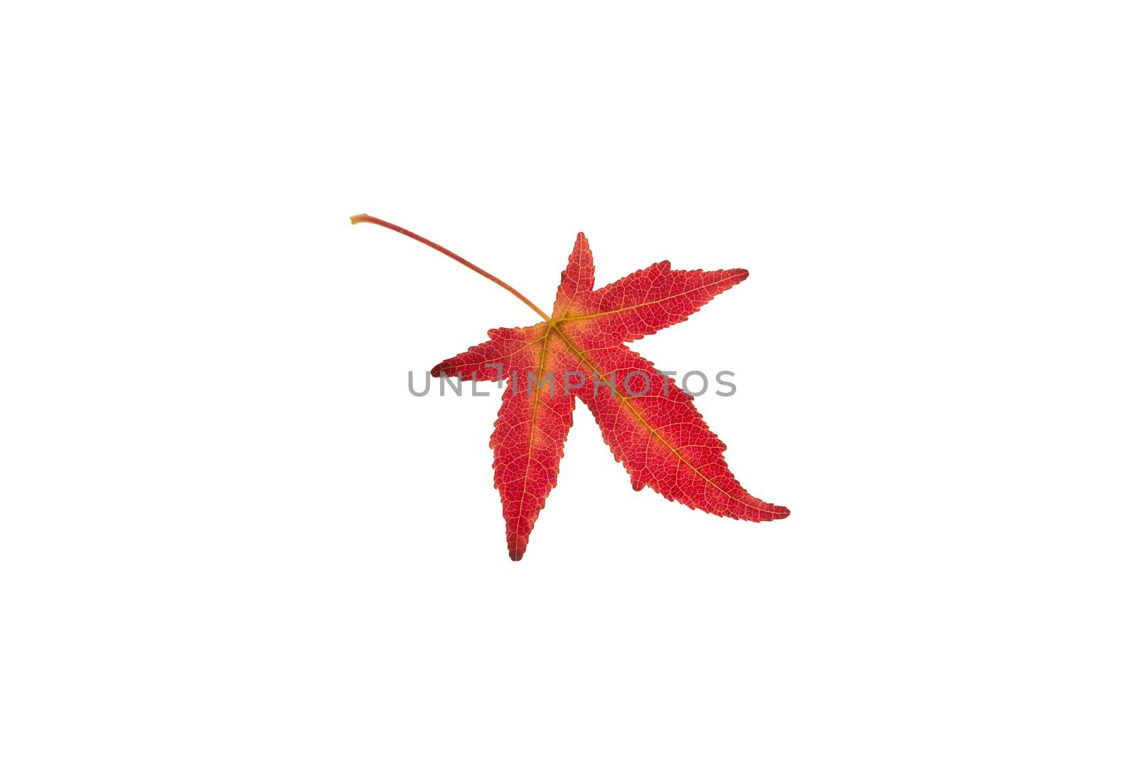 Beautifully colored single autumn leaf of a American Sweetgum Liquidambar styraciflua
