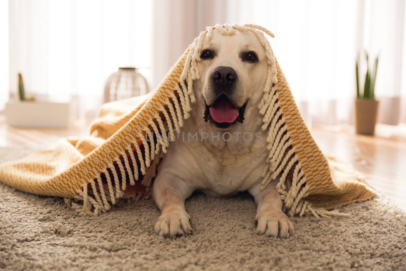 Beautiful labrador retriever covered with a blanket