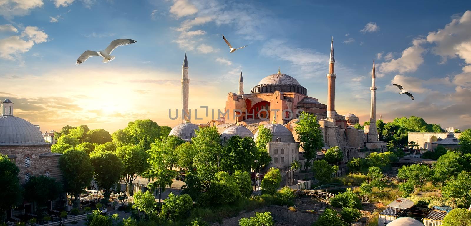 Bird and Hagia Sophia at sunset in Istanbul, Turkey