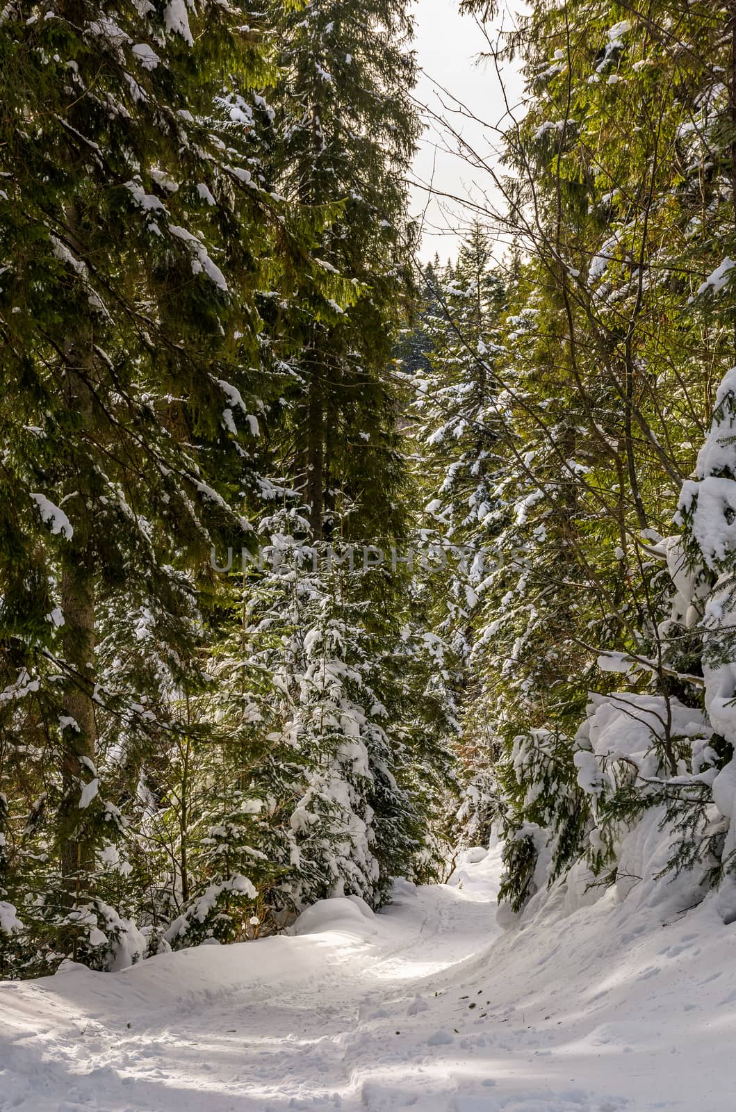 footpath in snowy spruce forest by Pellinni