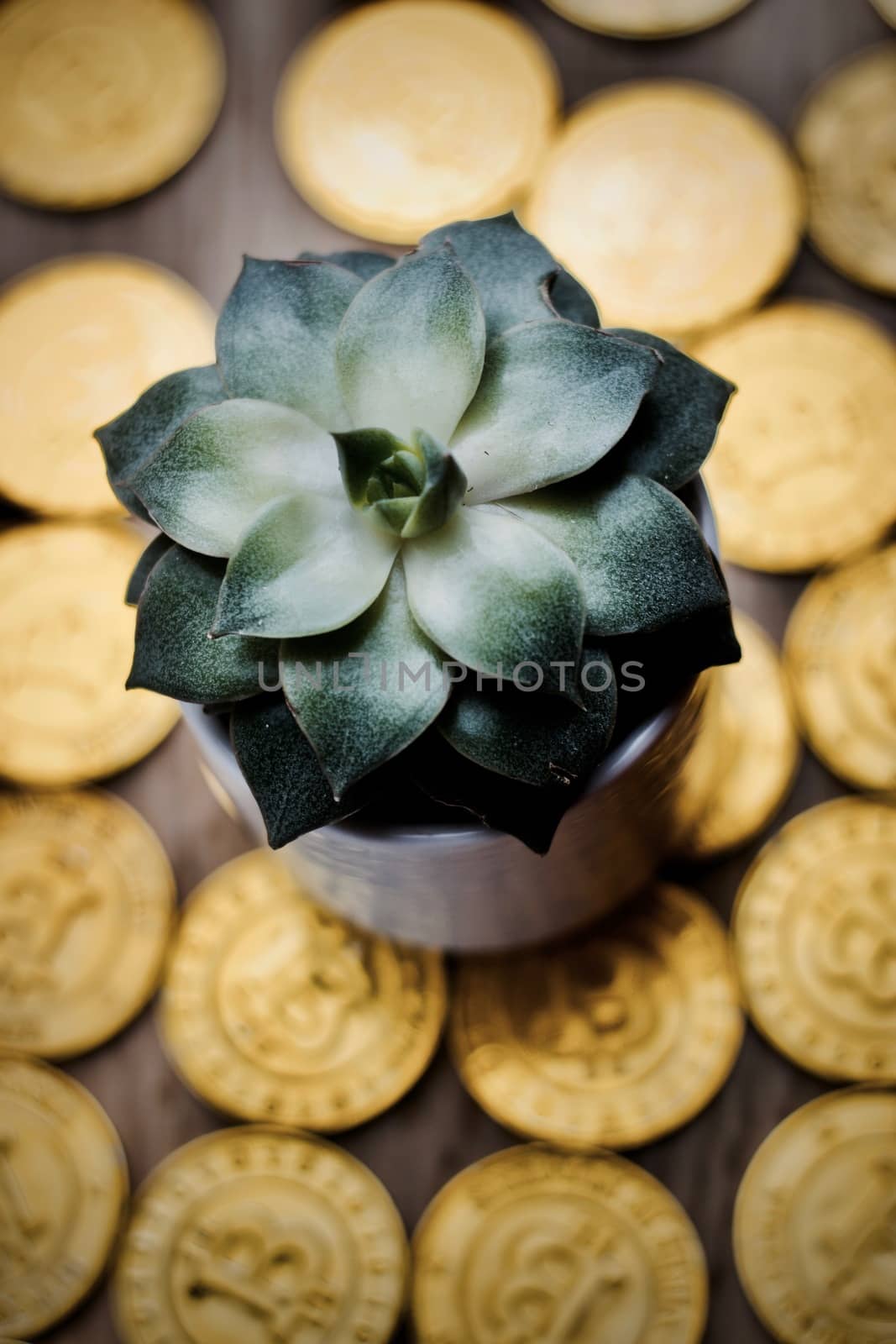 Cryptocurrency physical gold bitcoin coins and green small flower.