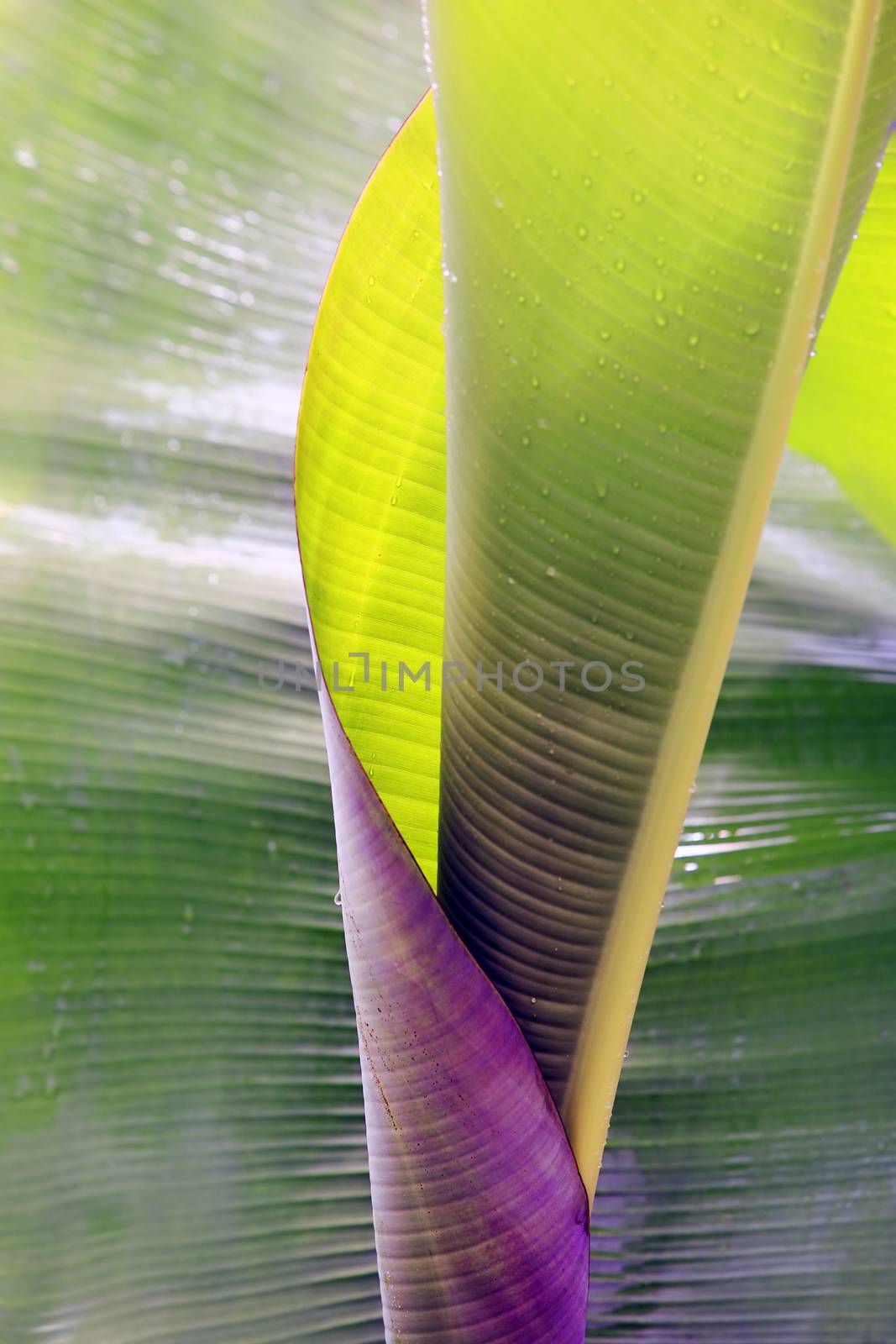 Big rolled up banana leaf with drops close-up by friday