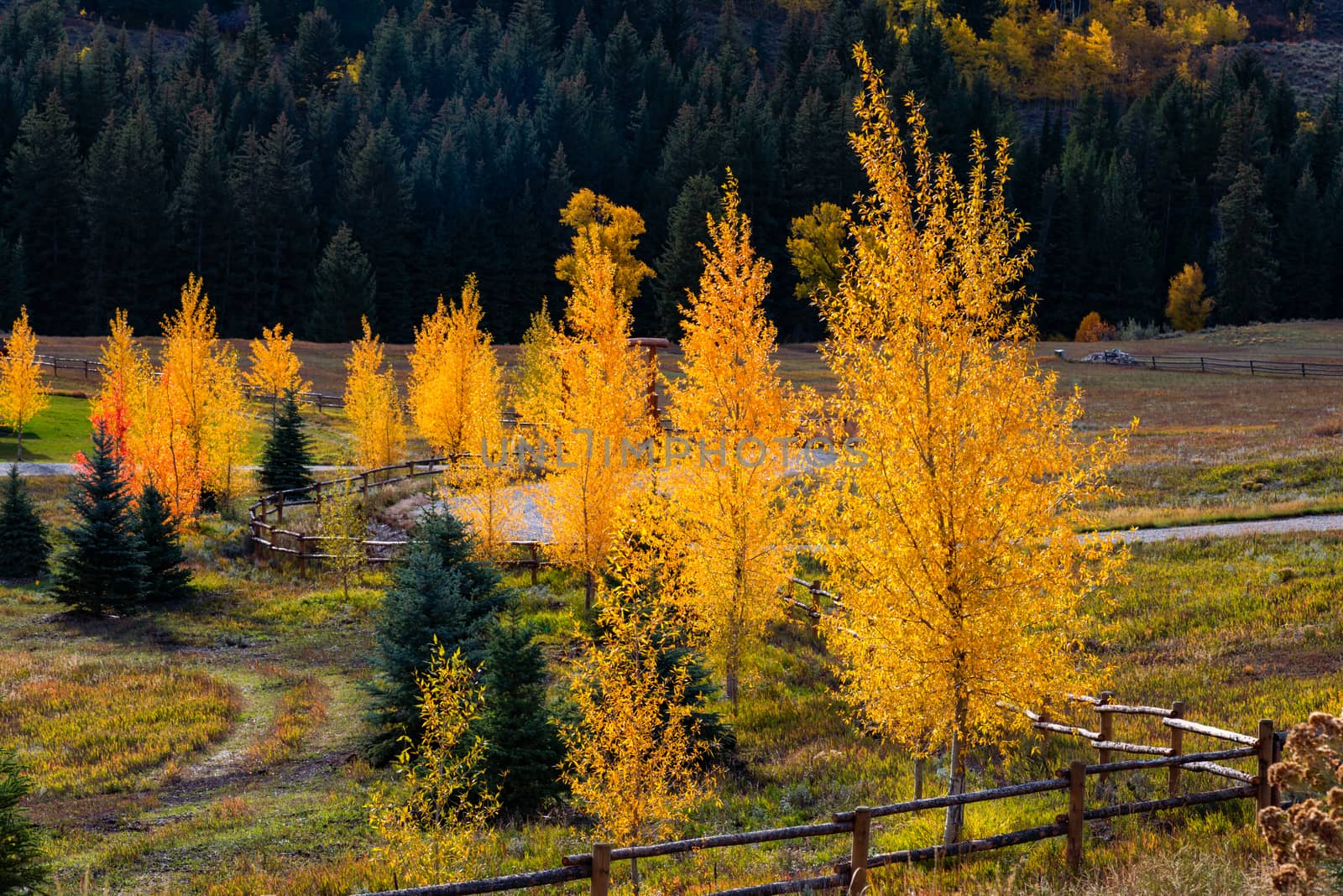 Autumn Colours in Wyoming