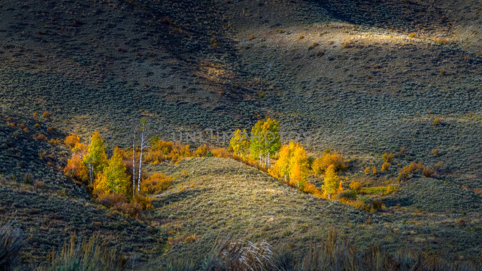 Autumn Colours in Wyoming by phil_bird