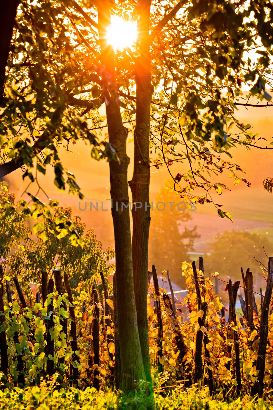 Sunset in vineyard through tree vertical view, Prigorje region of Croatia