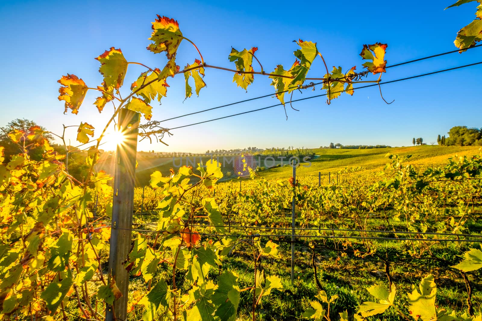 View of Tuscany vineyard in nice sunlight in Autumn