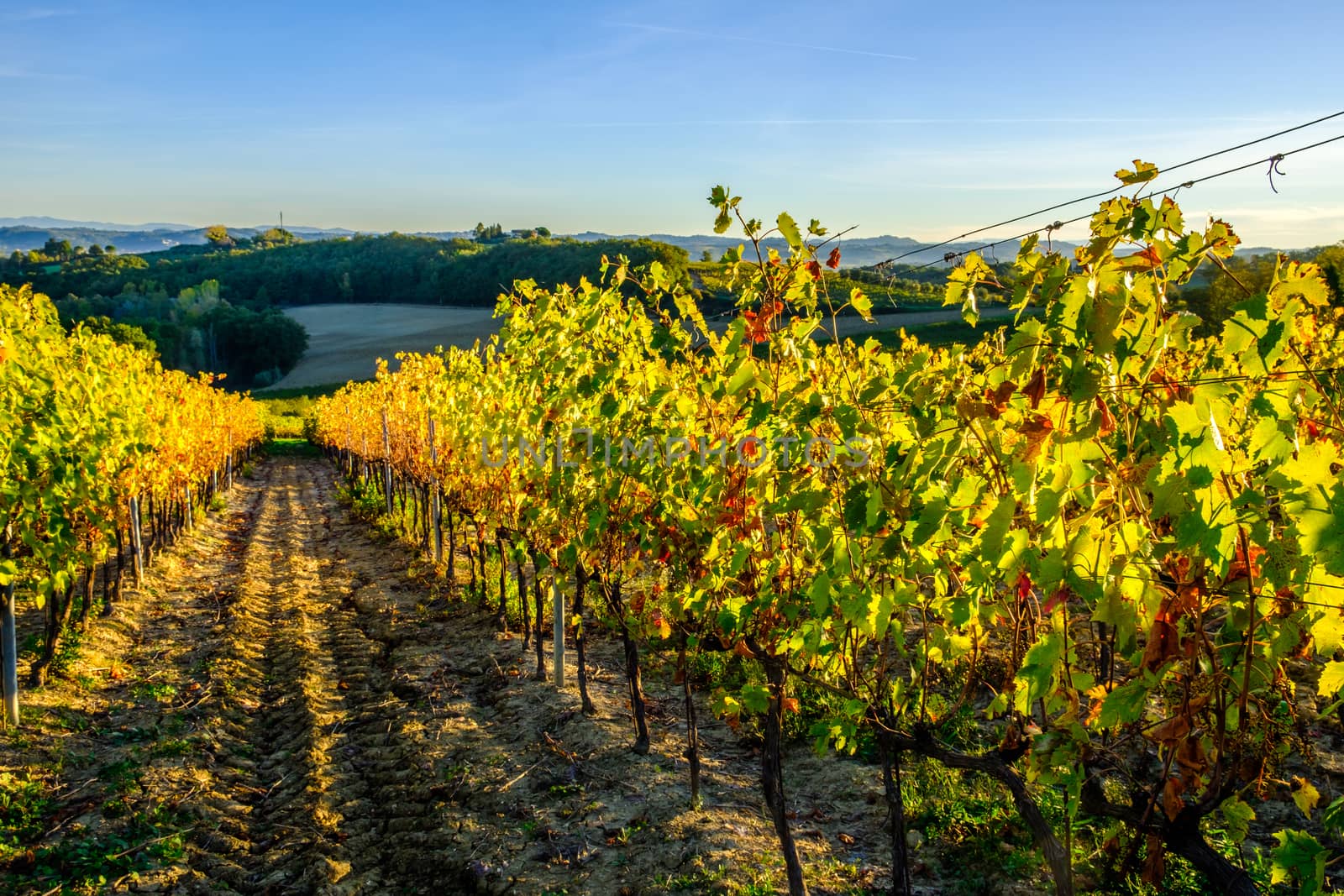 View of Tuscany vineyard in nice sunlight in Autumn