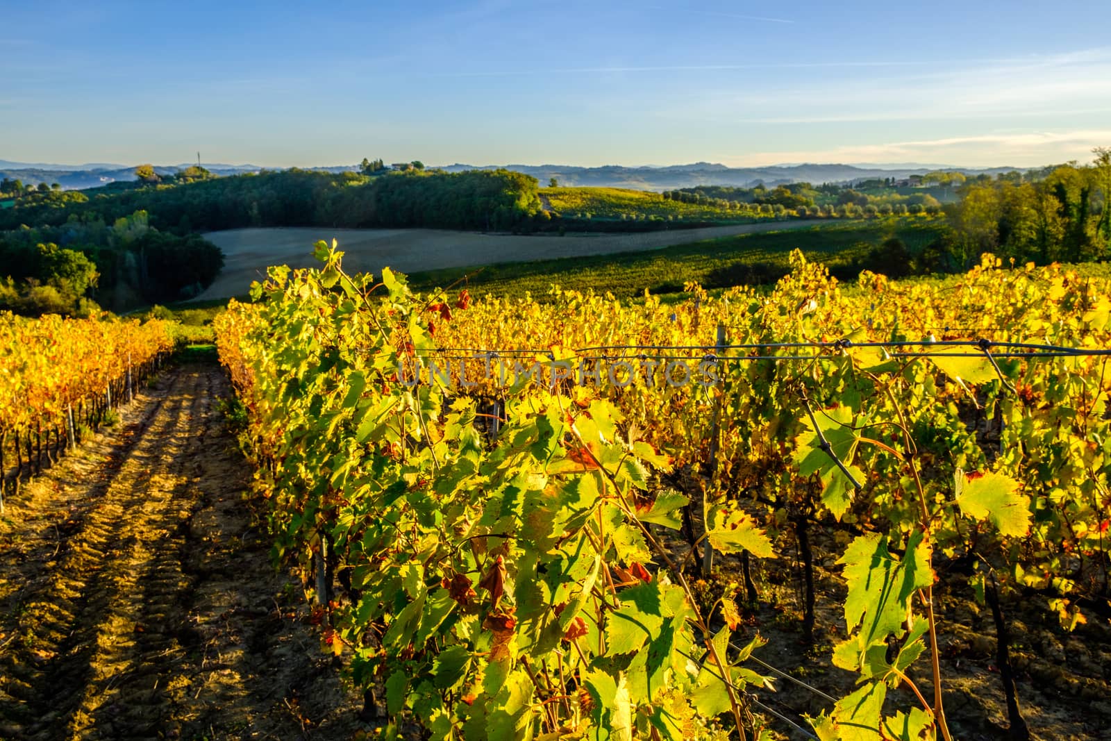 View of Tuscany vineyard in nice sunlight in Autumn