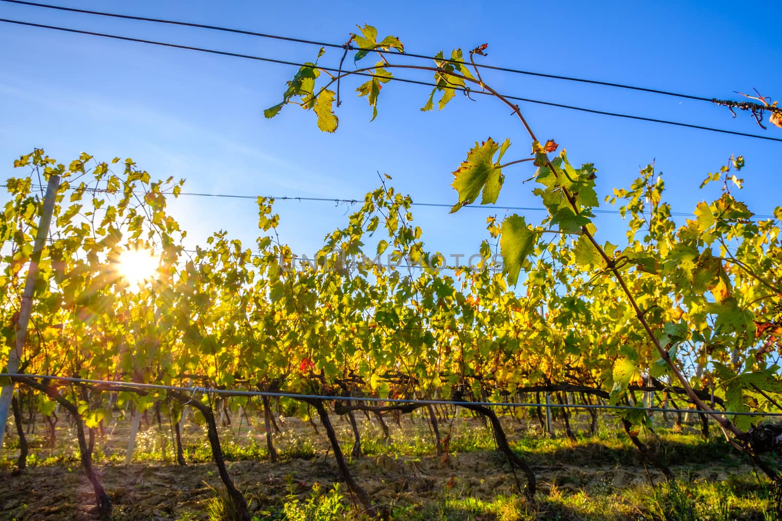 View of Tuscany vineyard in nice sunlight in Autumn