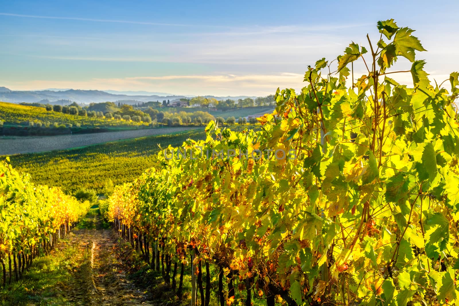 View of Tuscany vineyard in nice sunlight in Autumn