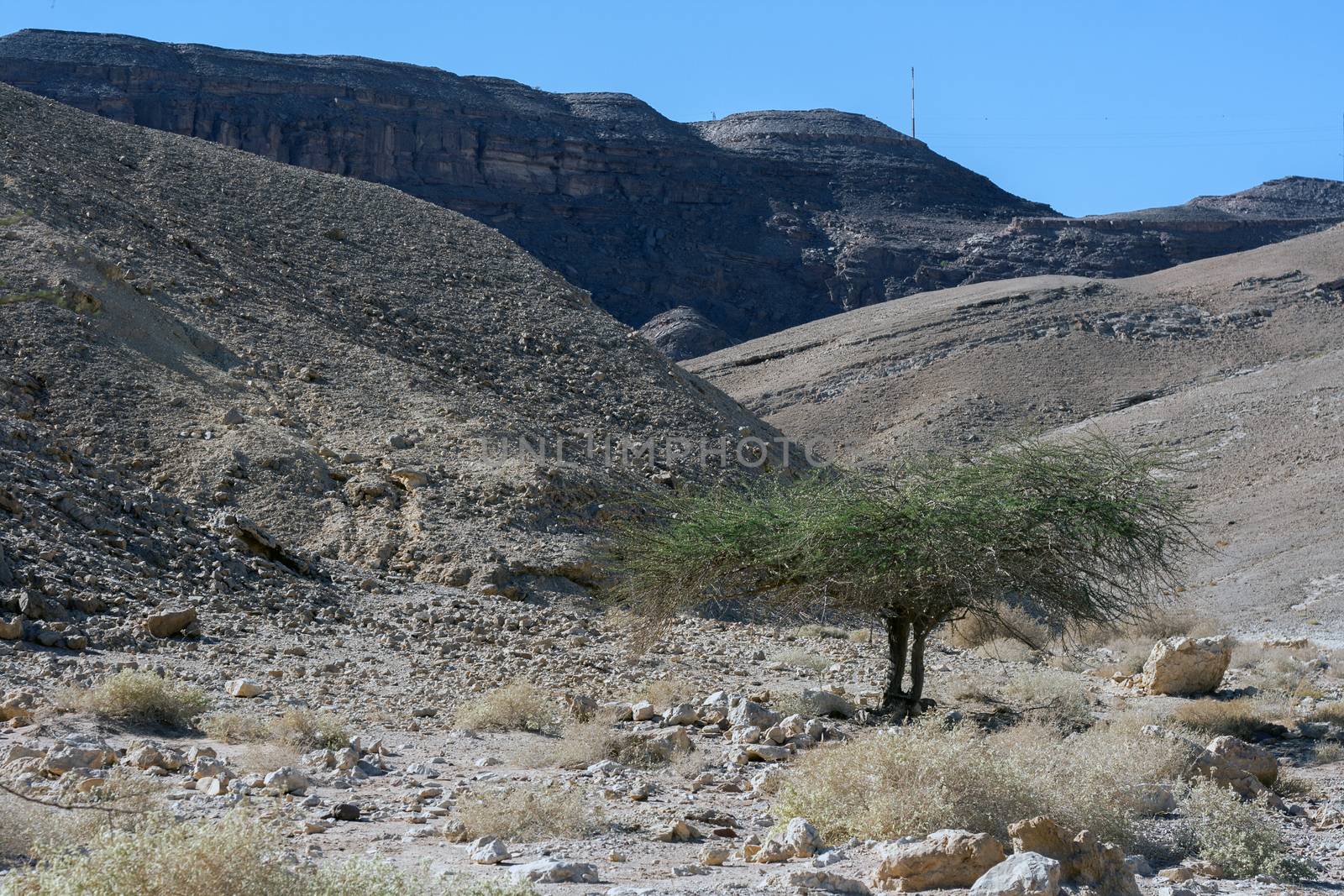 Nice autumn day in the Negev desert.Trees on the viewing platform next to the road