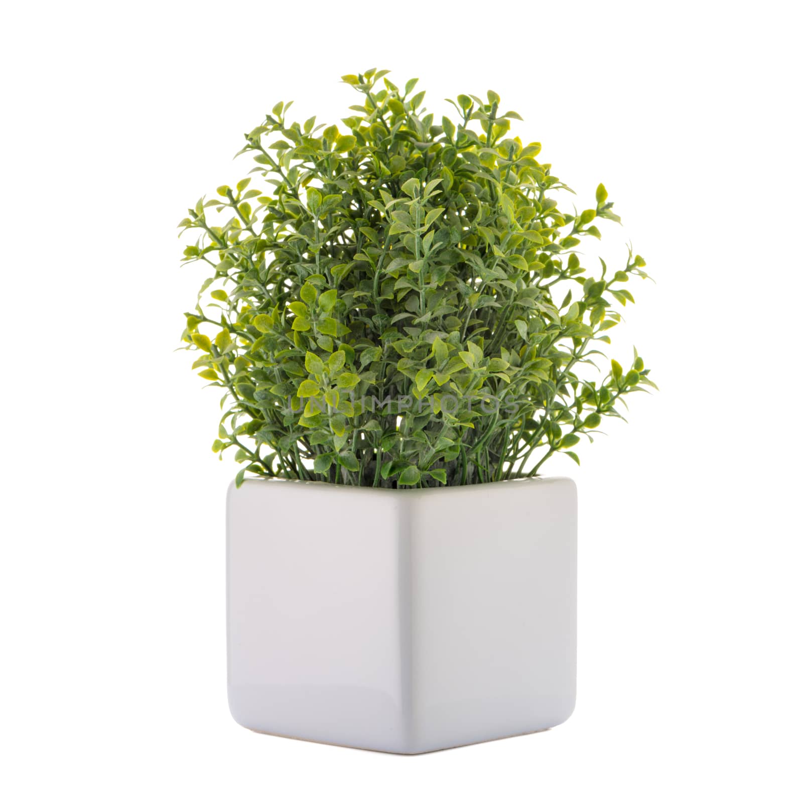 Small decorative plant in a ceramic vase isolated on white background.