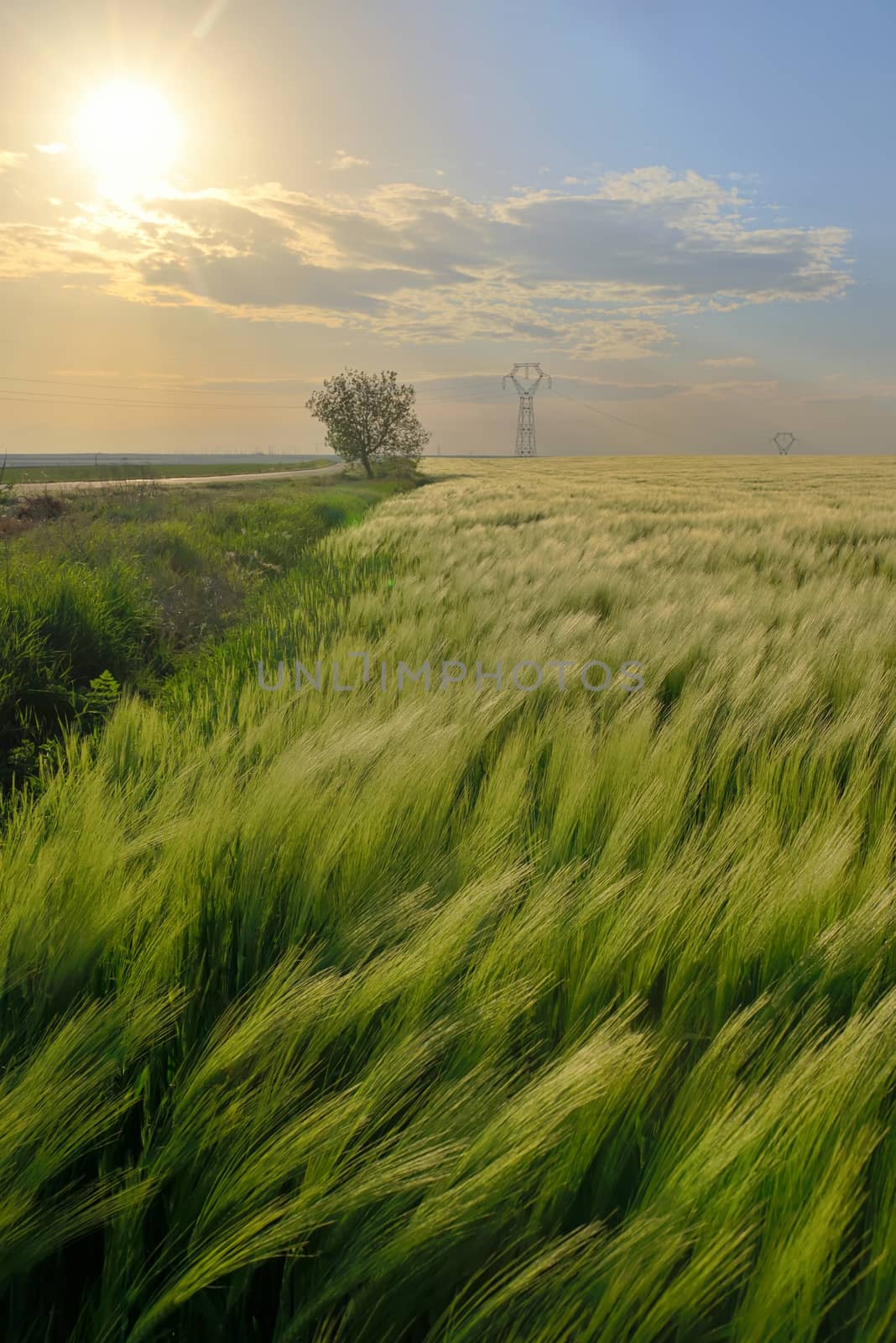 Sunset over green rye field by mady70