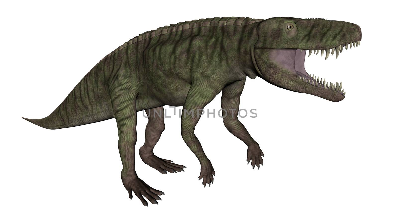 Batrachotomus dinosaur roaring isolated in white background - 3D render