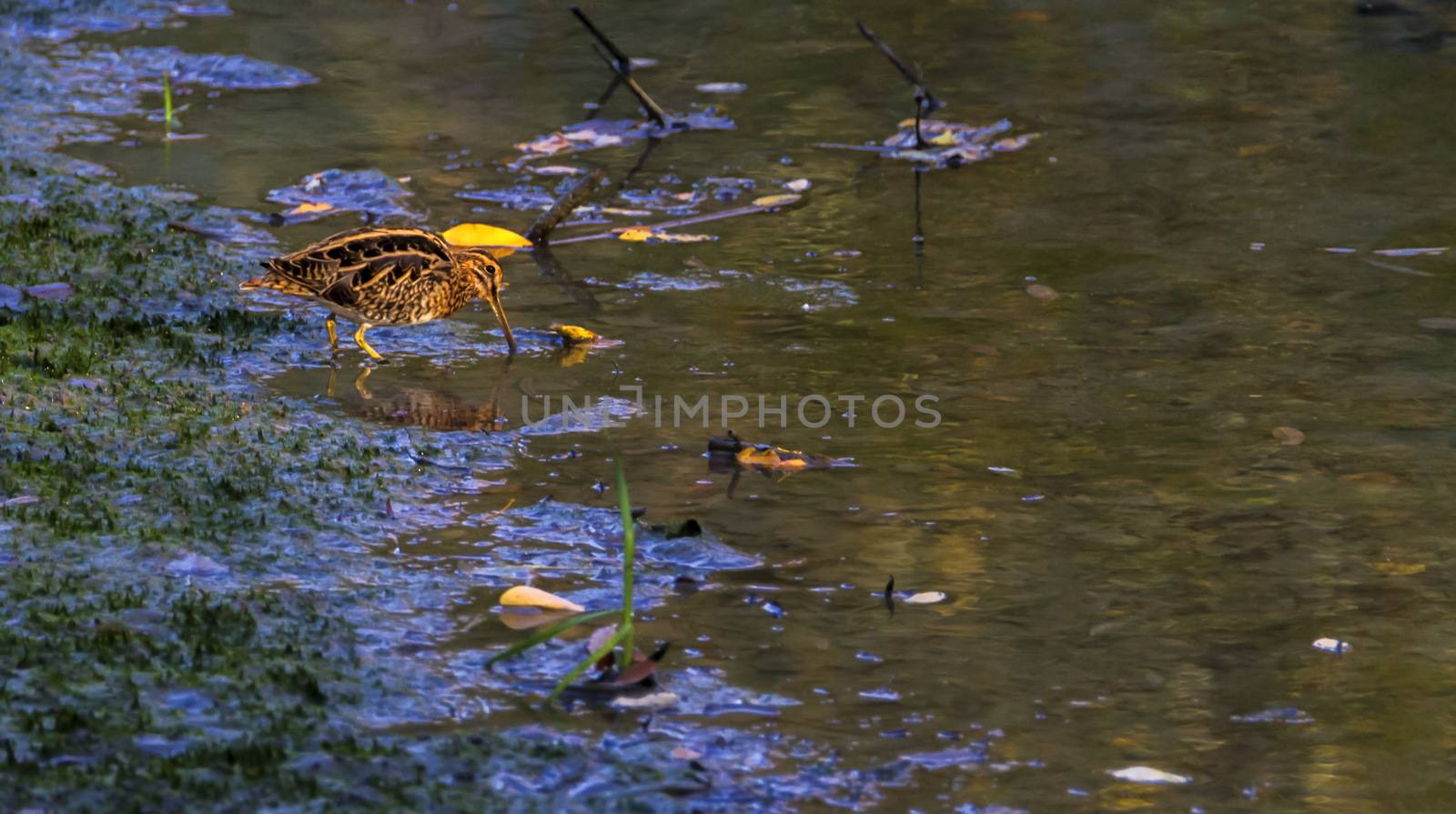 Common snipe, gallinago gallinago, looking for food in a little swamp, Geneva, Switzerland