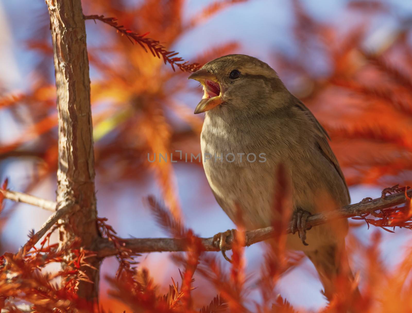 Female sparrow singing in the tree by autumn day, Montreux, Switzerland