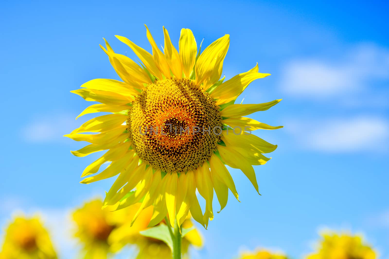 Summer landscape with a field of blooming sunflowers.