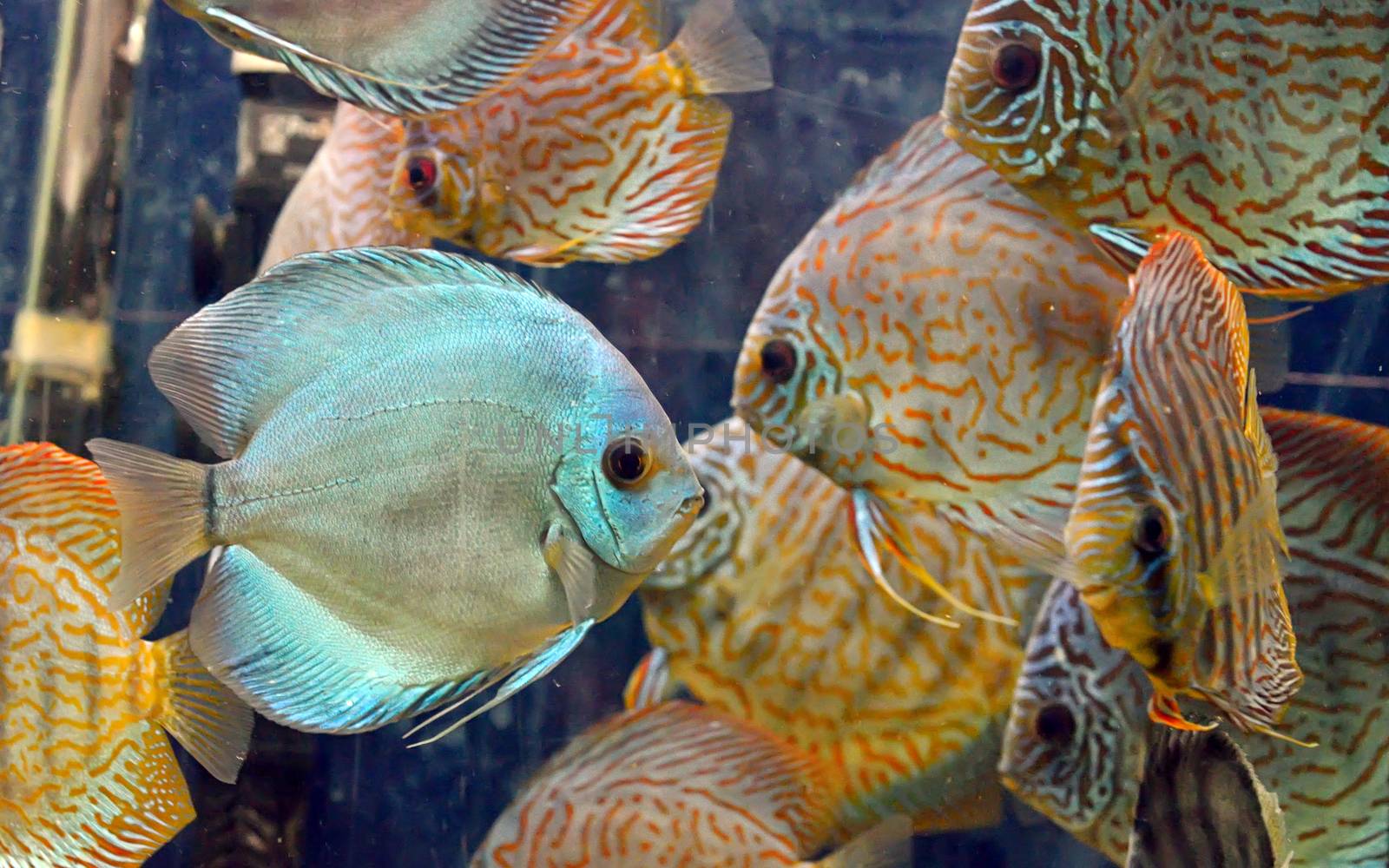 Symphysodon discus fish by jordachelr