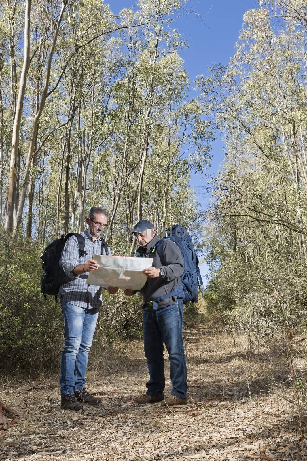 Hikers are stuck in the woods using the map to navigate.
