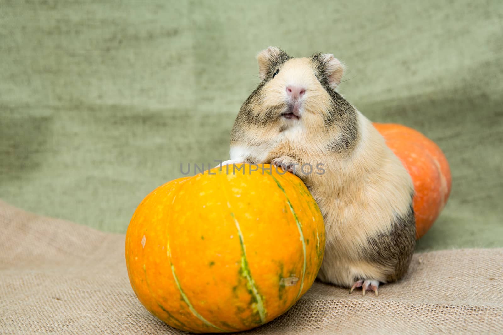Guinea pig closeup