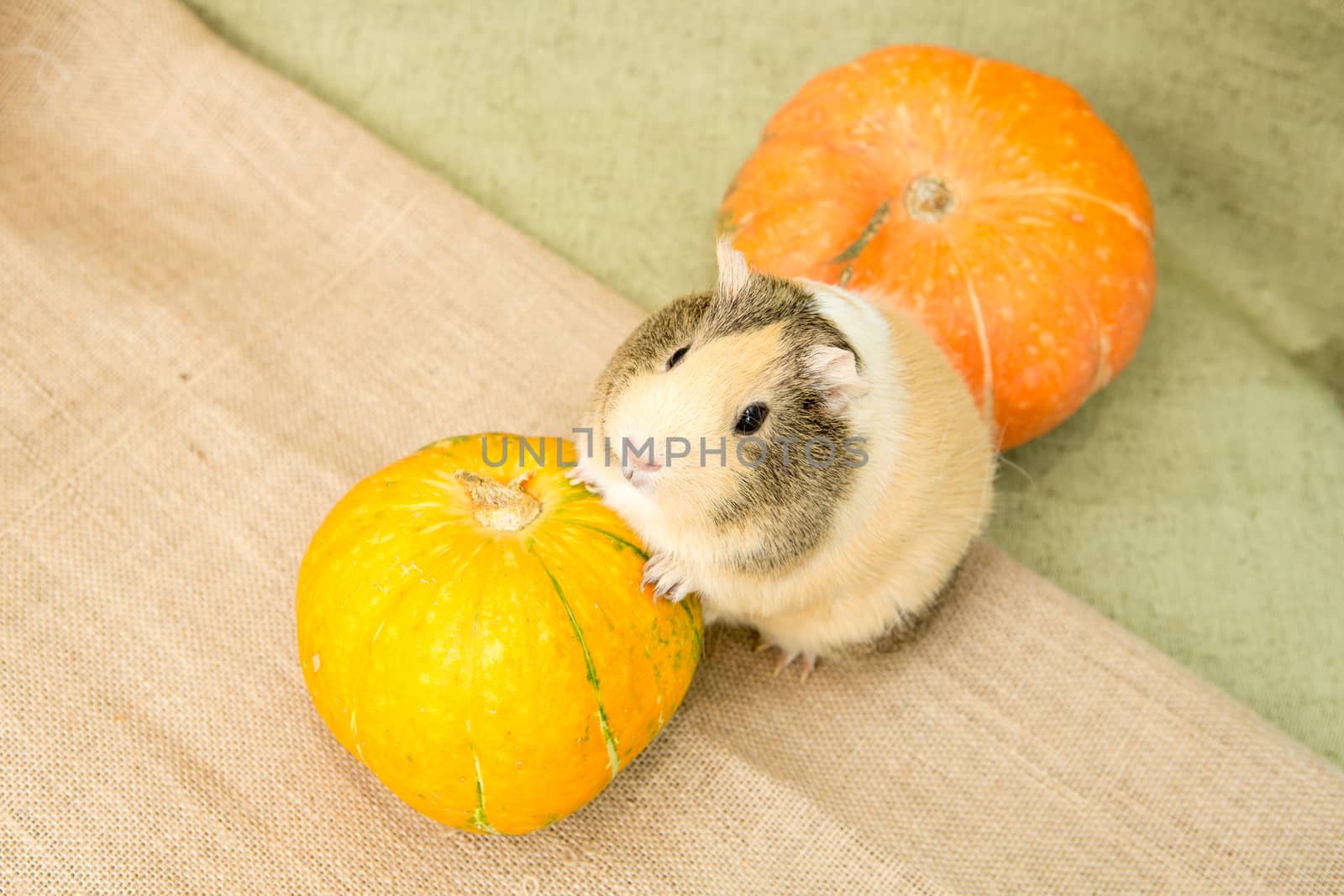 Guinea pig closeup