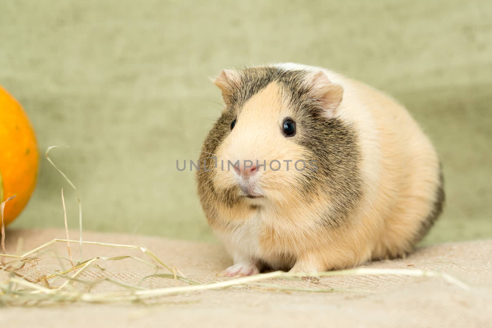 Guinea pig closeup by olgagordeeva