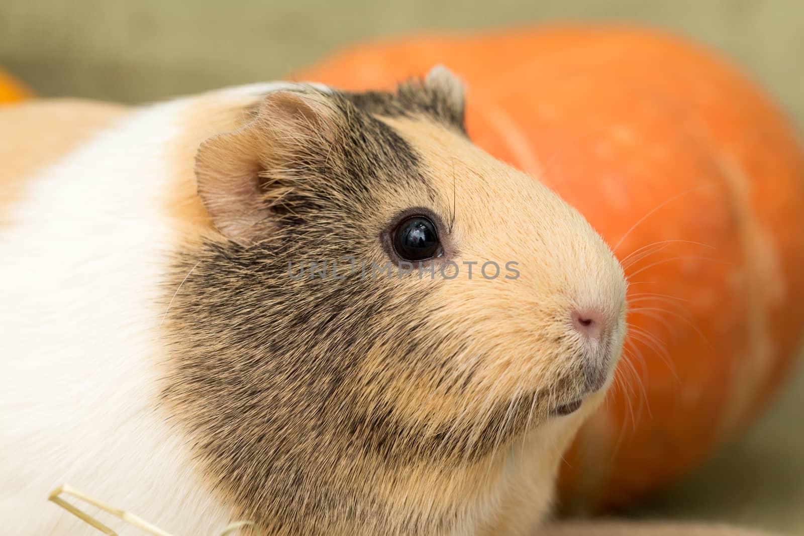 Guinea pig closeup