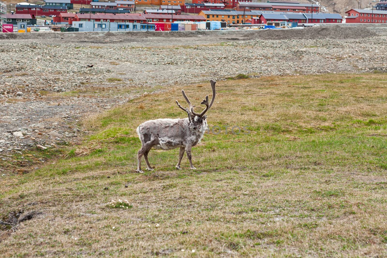 Free reindeer in Longyearbyen in Svalbard islands, Norway