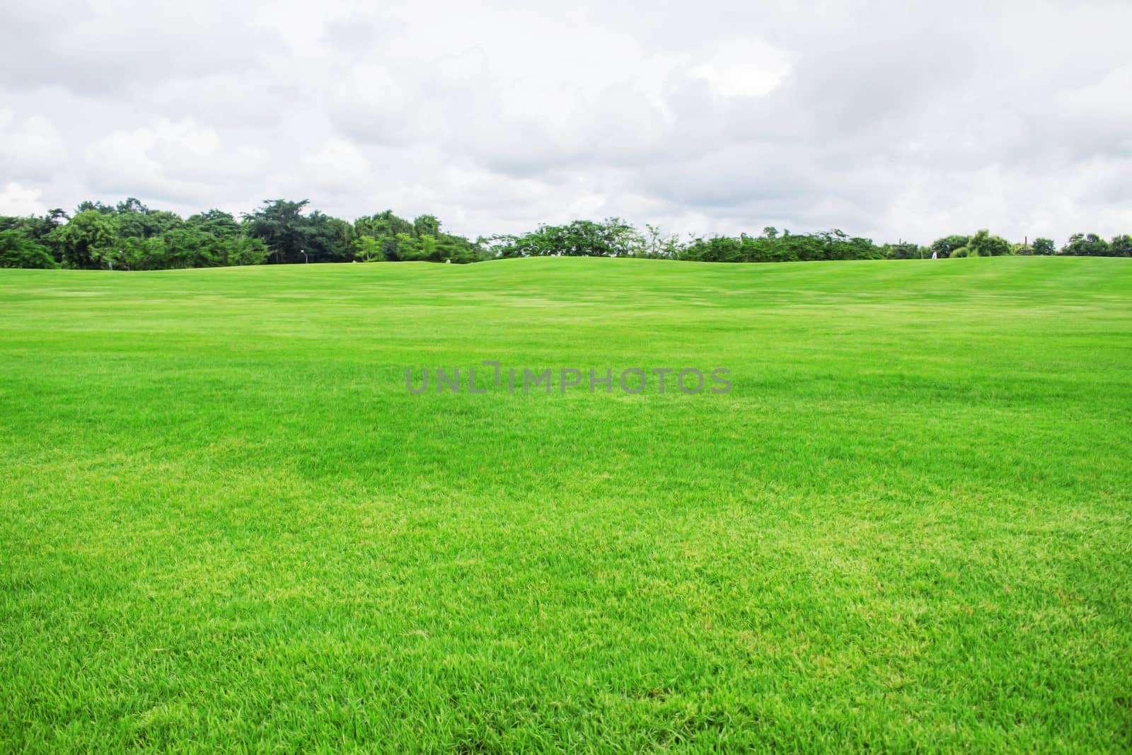 Garden lawn in park with the white sky.