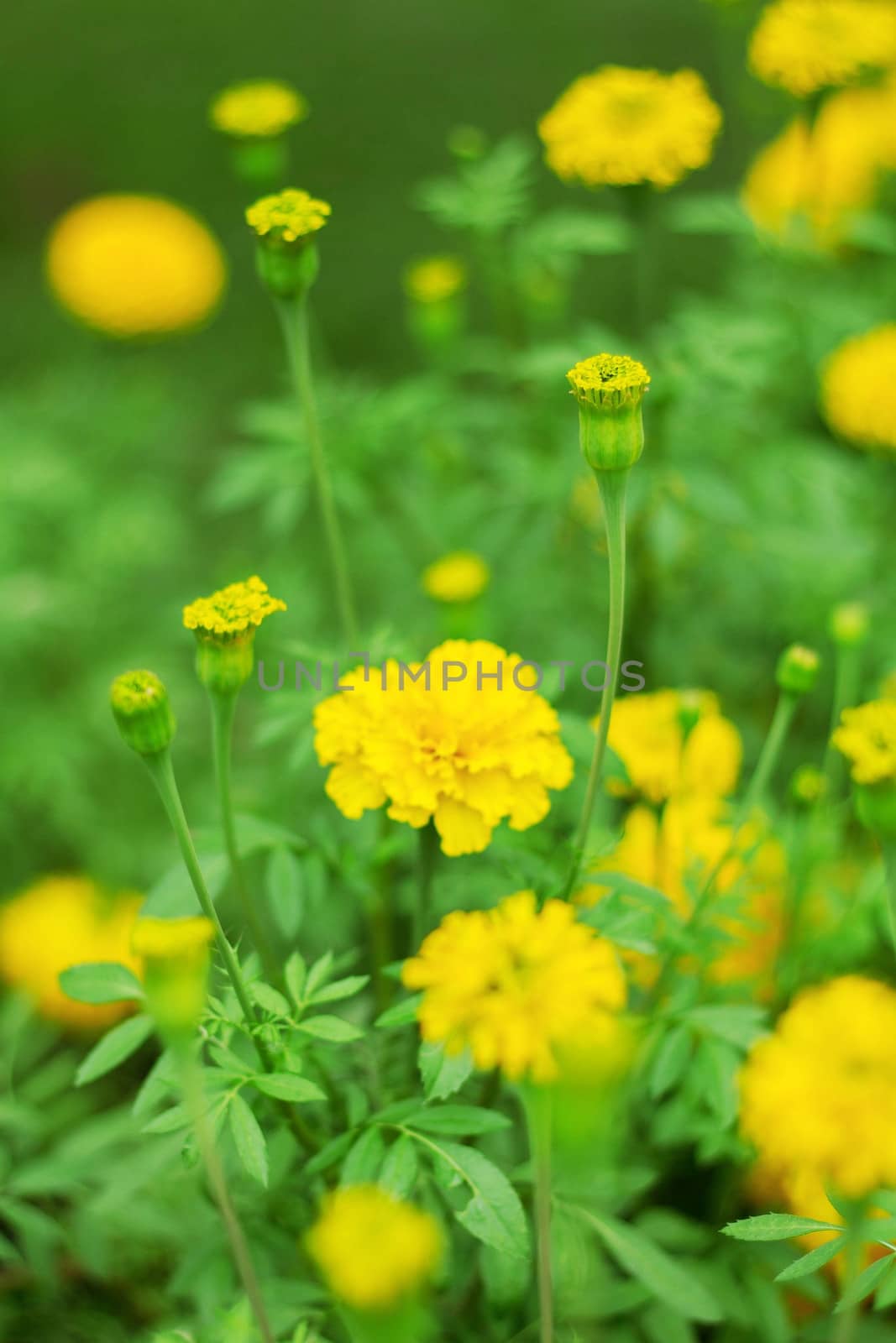 Marigold are blooming and lush on the plantation.