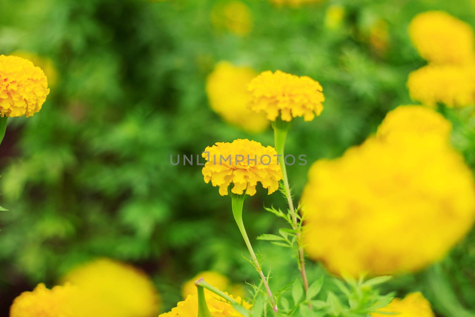 Marigold flowers blooming on the plantation.